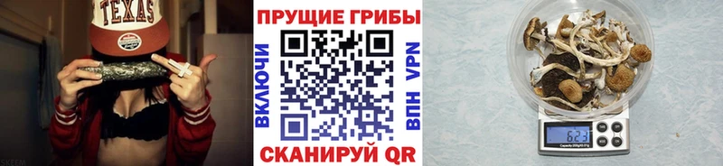 Галлюциногенные грибы Psilocybe даркнет какой сайт Тобольск купить наркоту